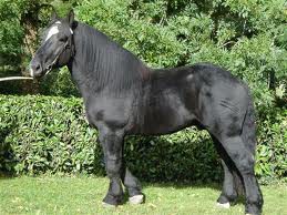 Percheron