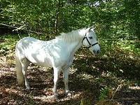 Camargue póni