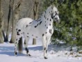 Appaloosa
