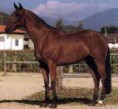 Salernói